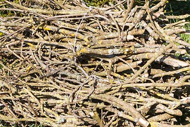 biomass biomass