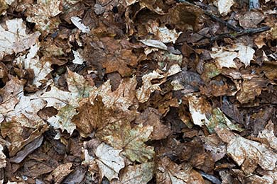 waste pile of leaves
